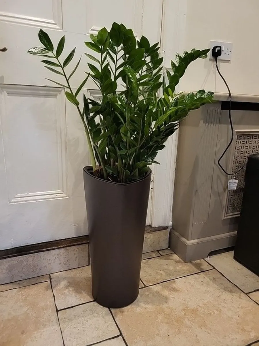 Zamioculcas Zamifolia planter - Image 2