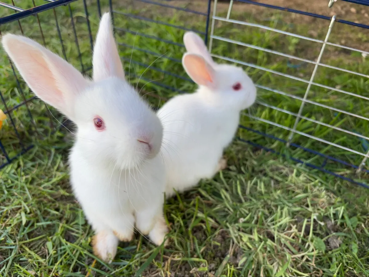 6 bunnies for sale - Image 1