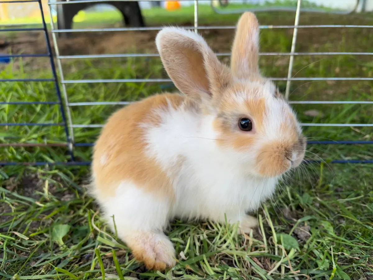 6 bunnies for sale - Image 2