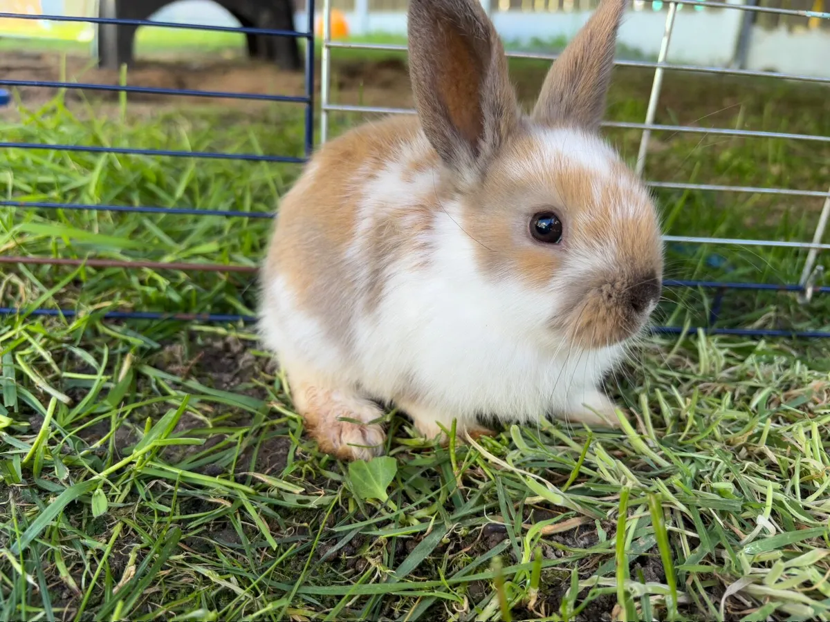 6 bunnies for sale - Image 3