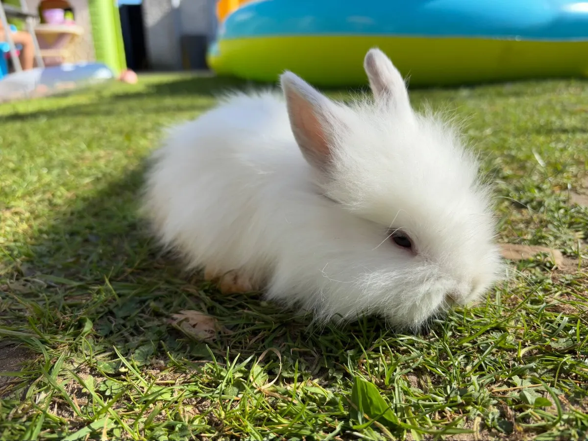 6 bunnies for sale - Image 4