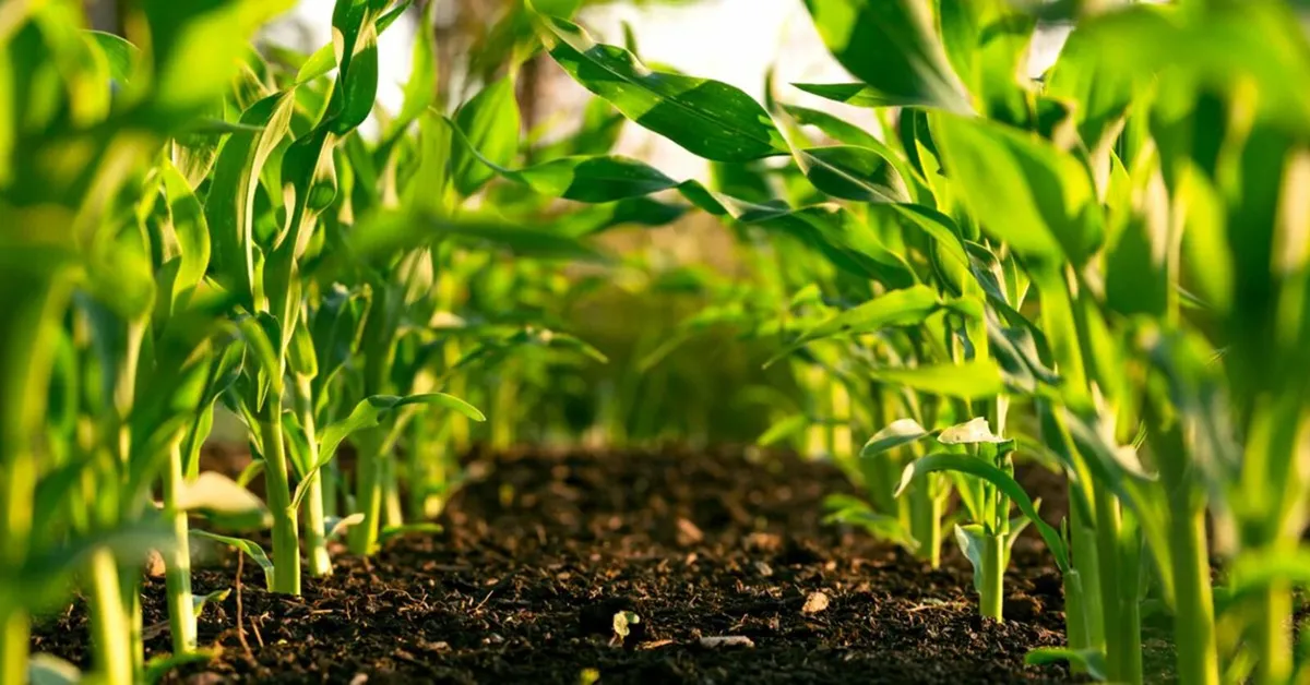 Your Farm, Your Savings, Our Fertiliser - Image 4