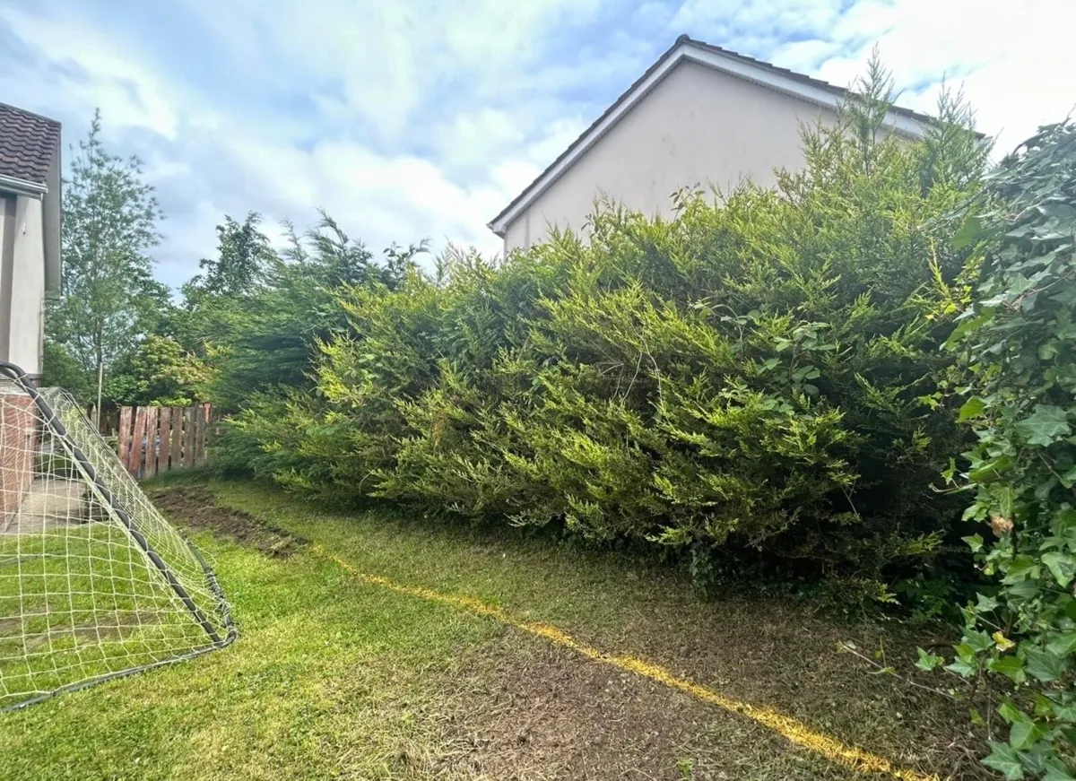 Hedge cutting - Image 1
