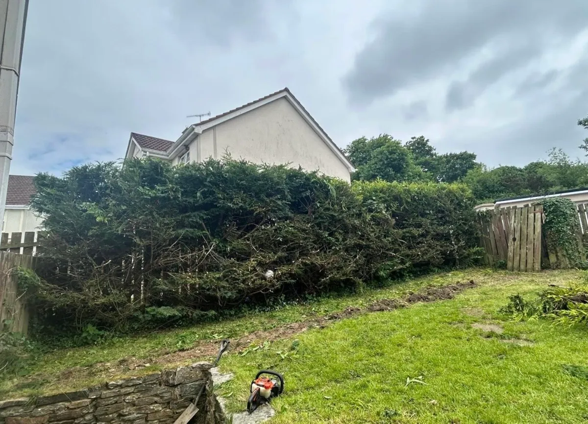 Hedge cutting - Image 2