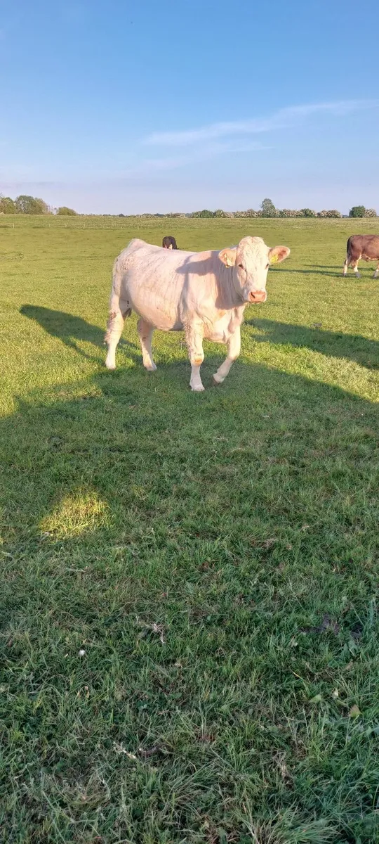 Charolais heifers - Image 3