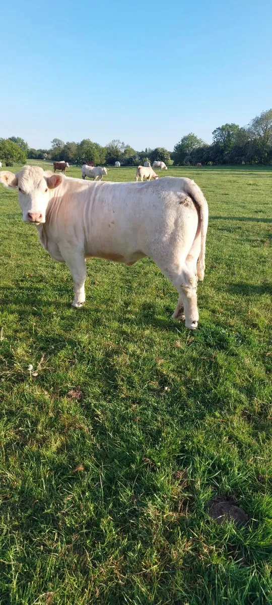 Charolais heifers - Image 1