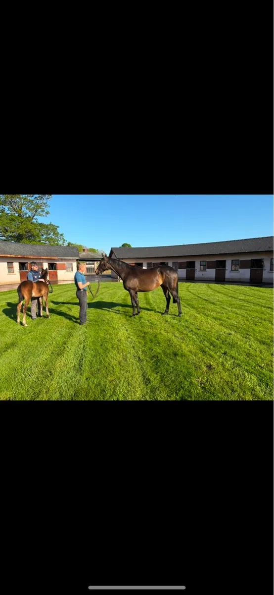 Mare and foal - Image 1