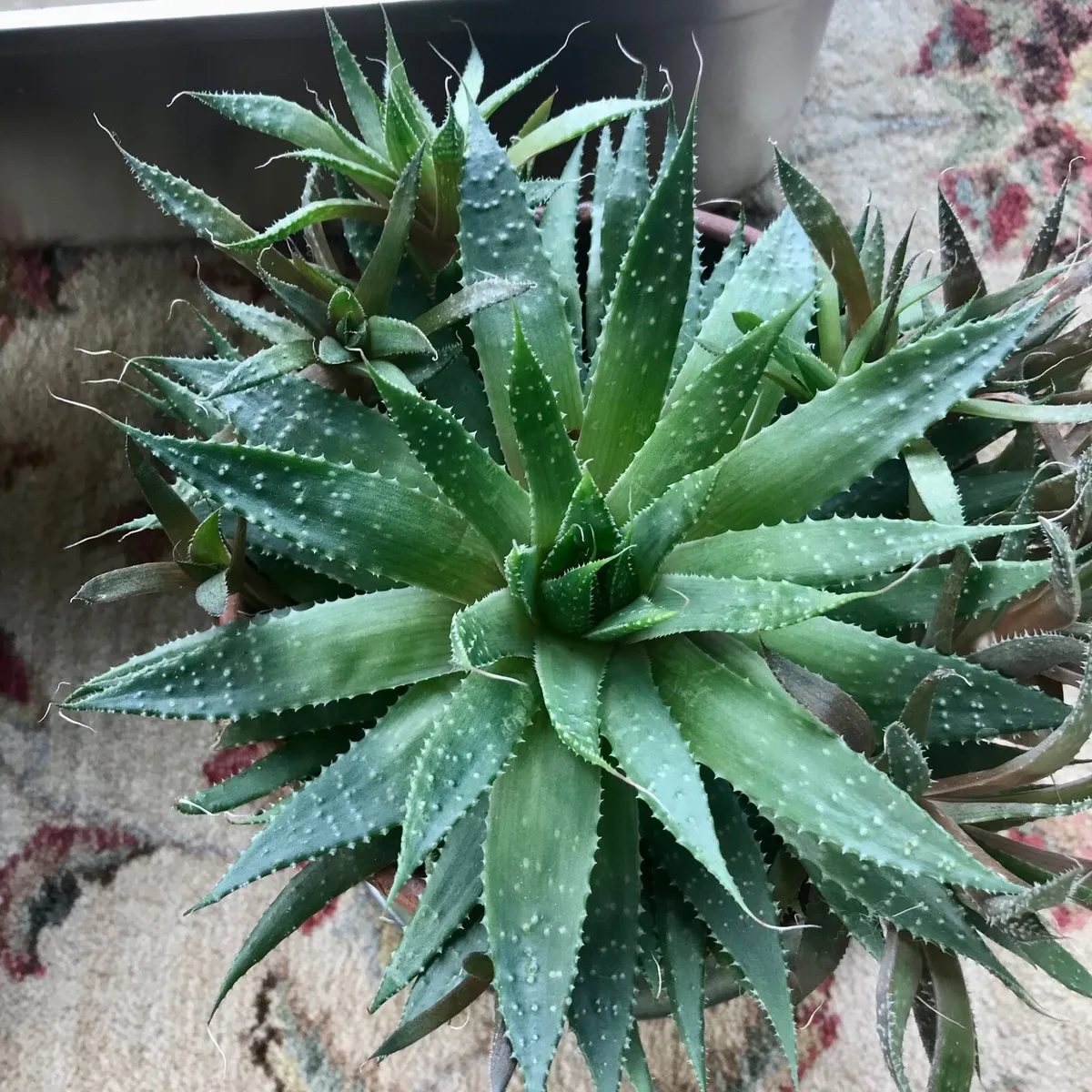 Aloe Vera Plants - Image 2