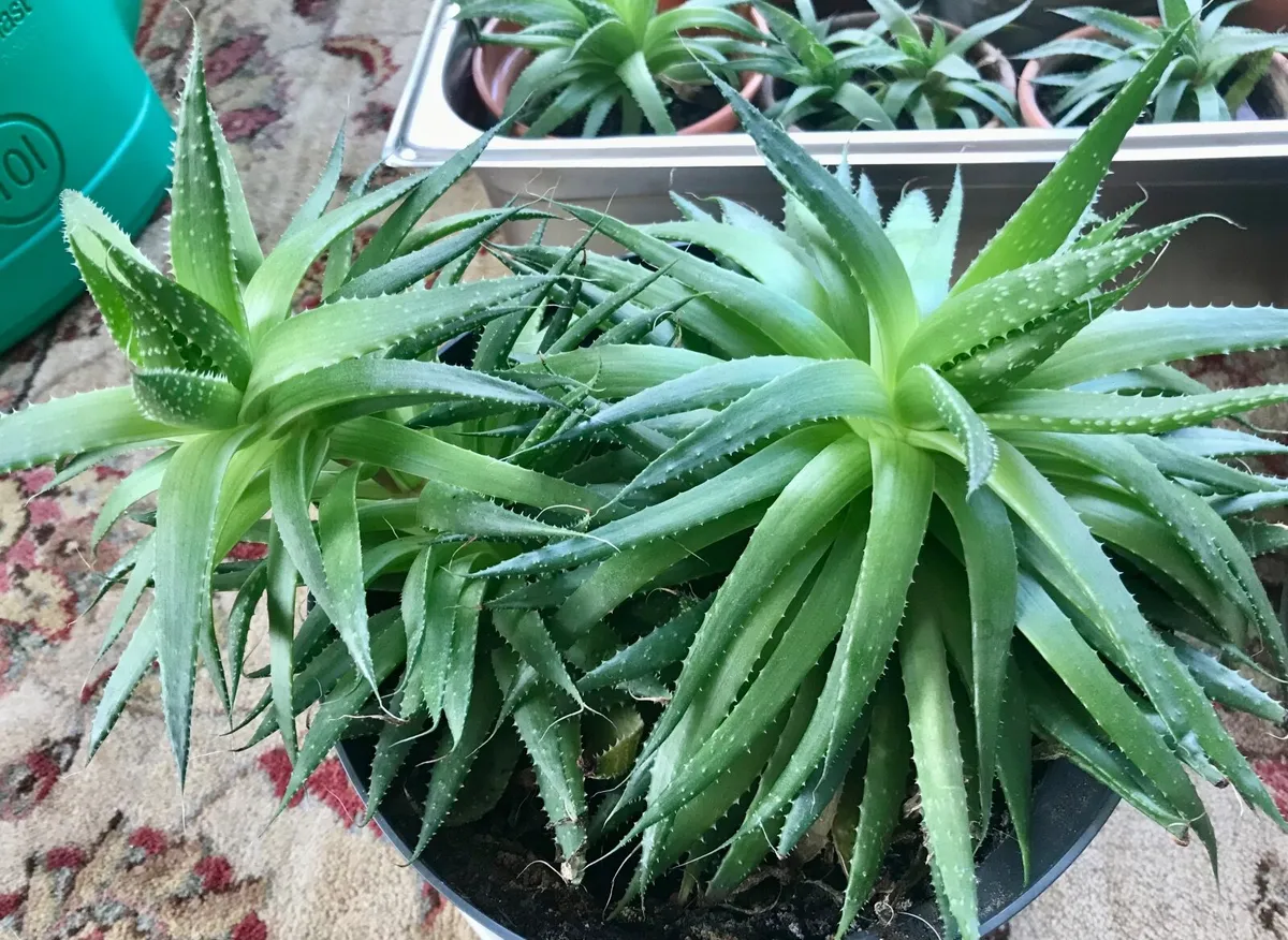 Aloe Vera Plants - Image 3