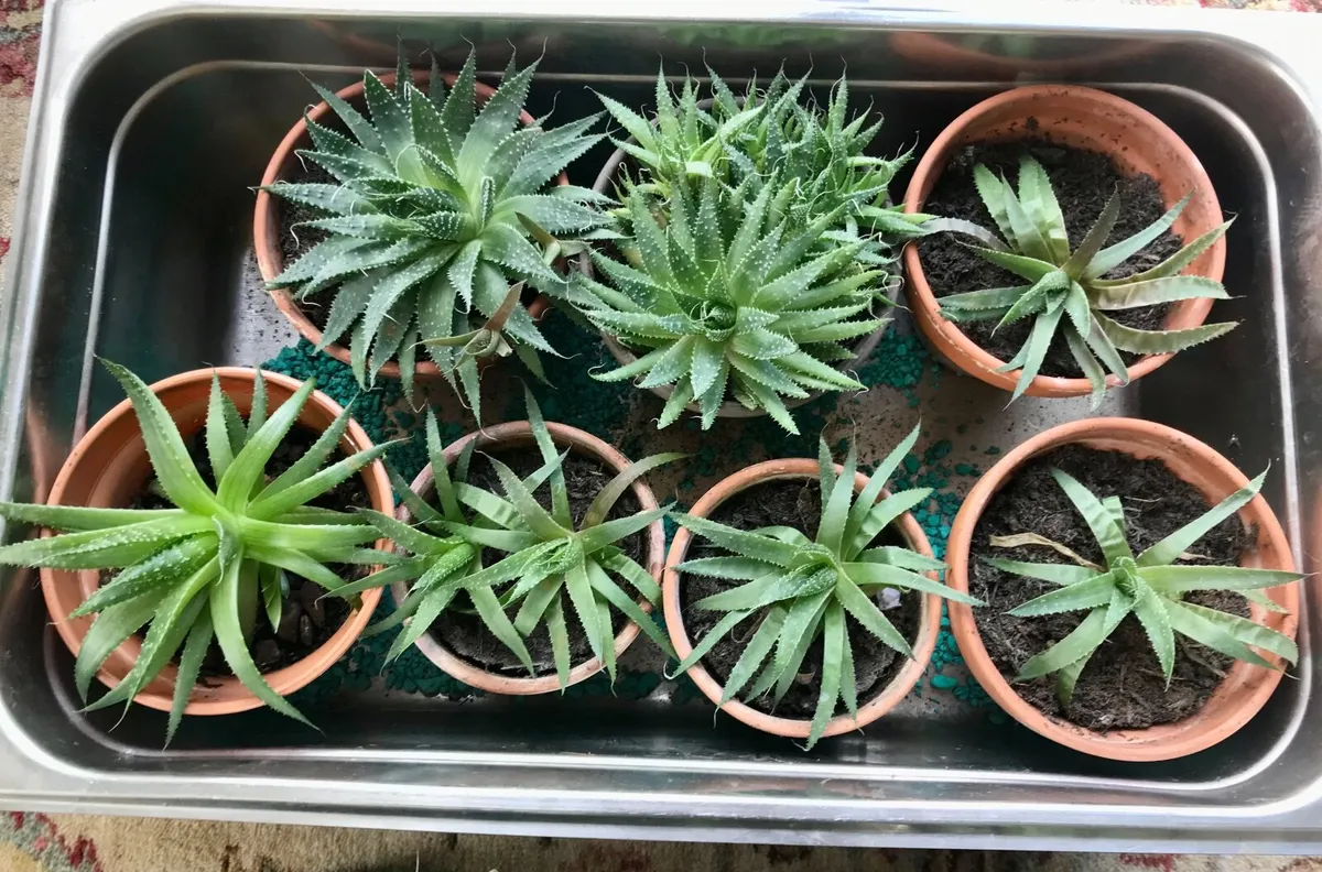 Aloe Vera Plants - Image 4