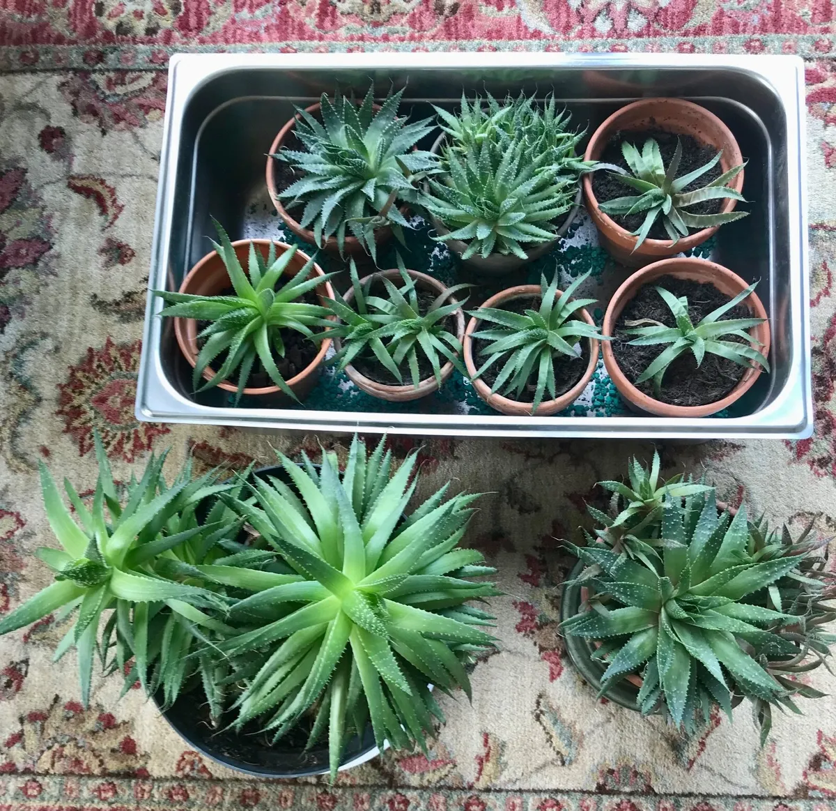 Aloe Vera Plants - Image 1