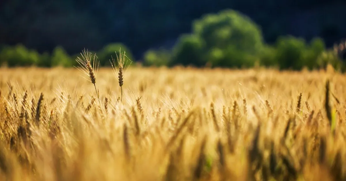 Save on Fertiliser & Boost Yields! - Image 3