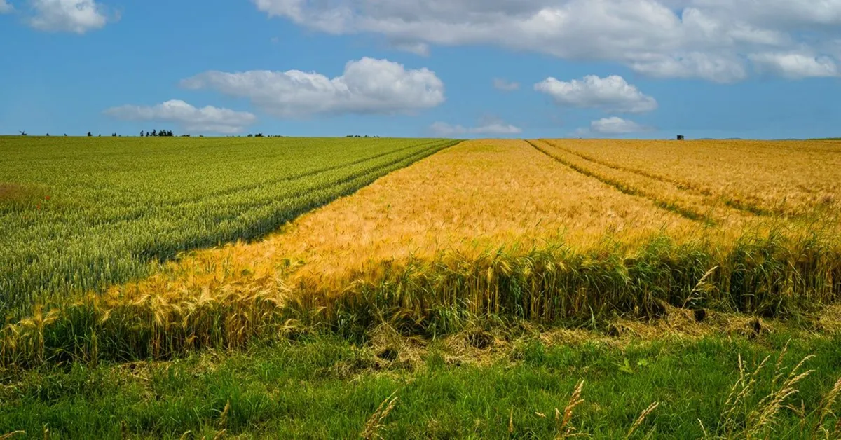 Boost Growth & Cut Fertiliser Costs - Image 4