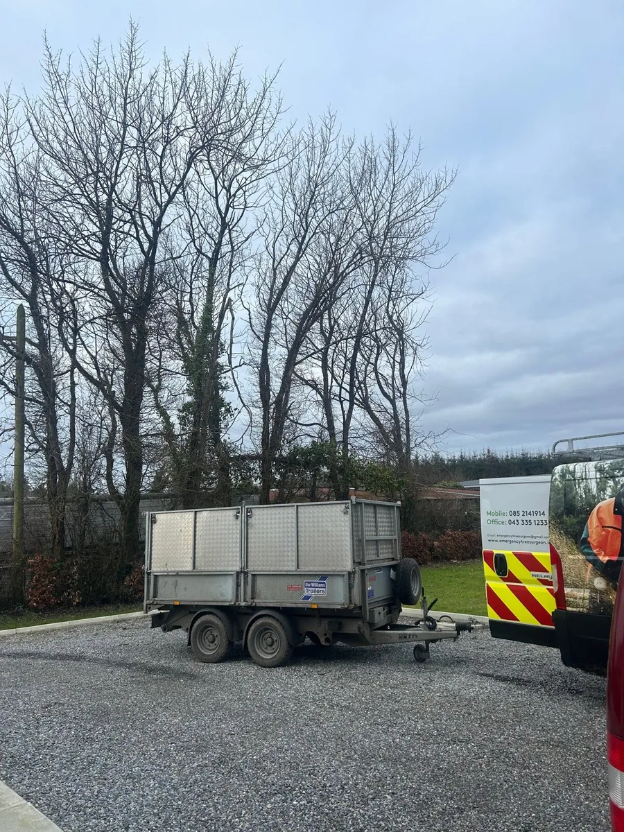 Tree surgeon - Image 1