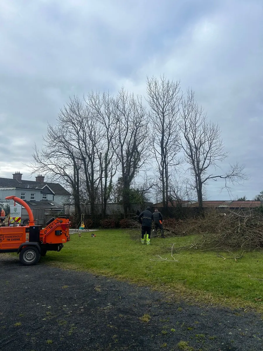 Tree surgeon - Image 2
