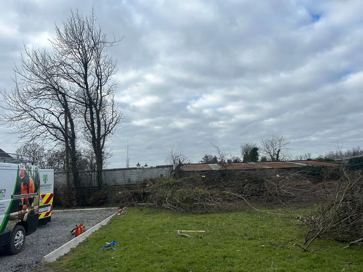 Tree surgeon - Image 3
