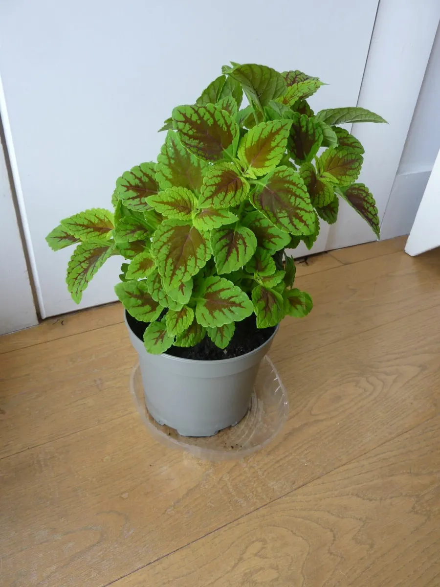 Coleus