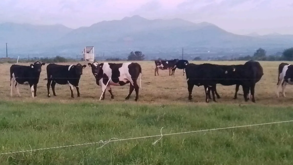 Heifers - Image 1