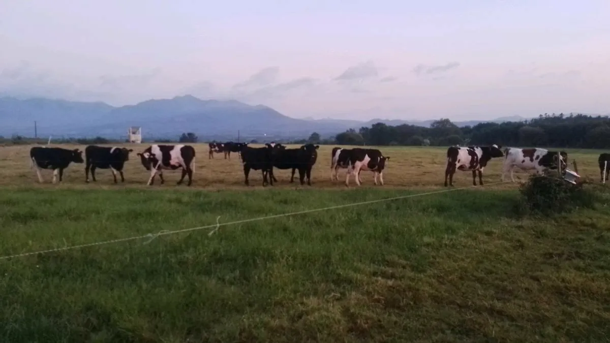 Heifers - Image 2