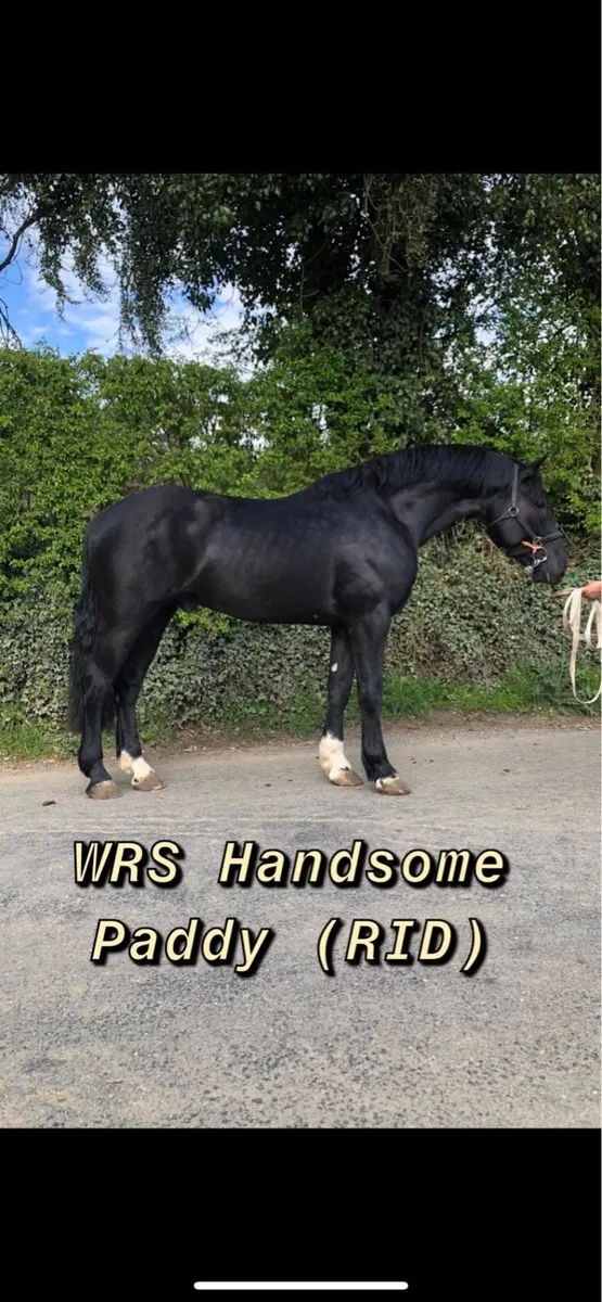 Black quality Irish draught at stud - Image 1