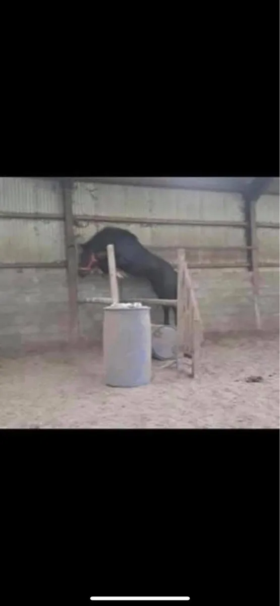 Black quality Irish draught at stud - Image 2