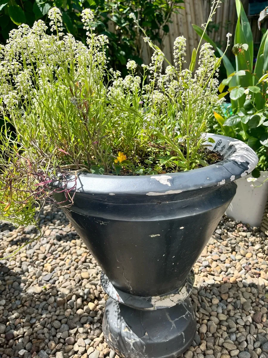 Quick sale of plants in a big pots - Image 3