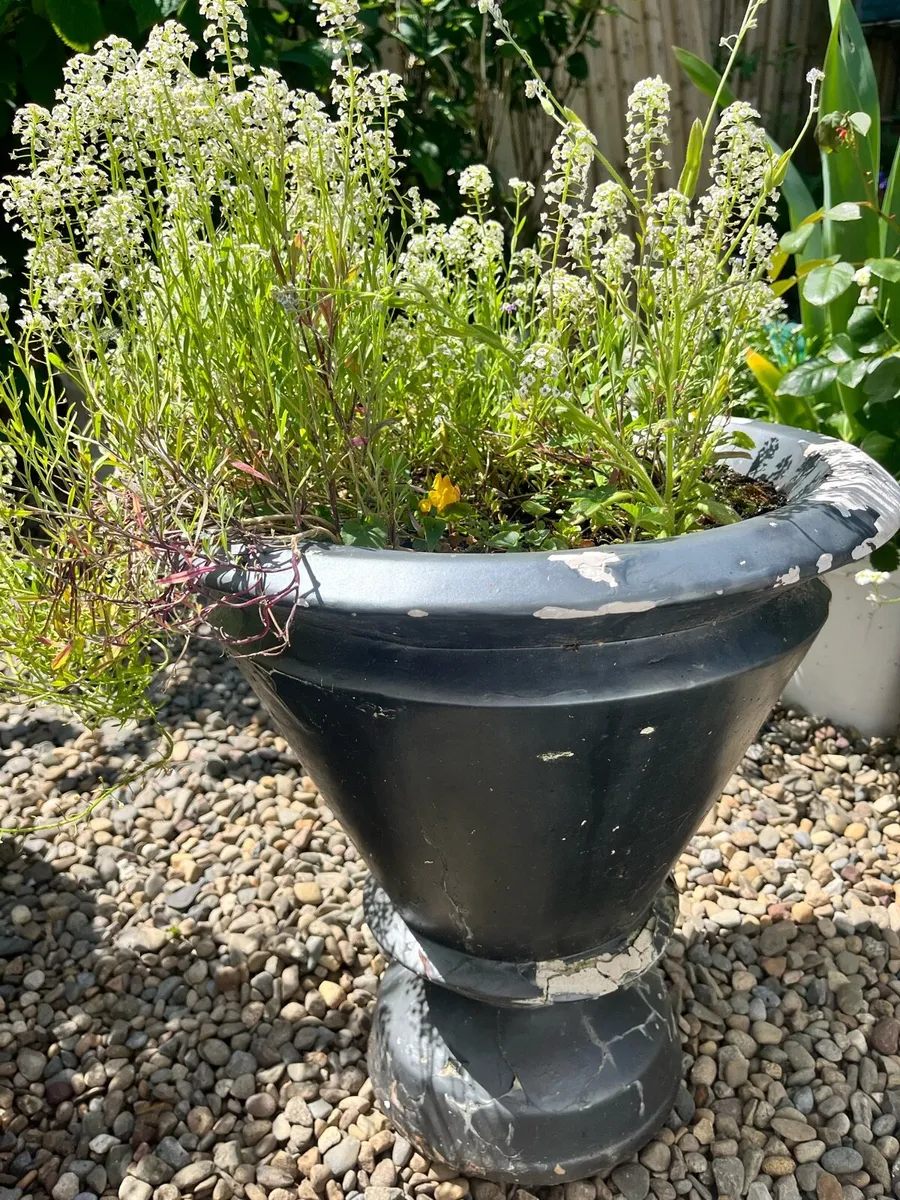 Quick sale of plants in a big pots - Image 4