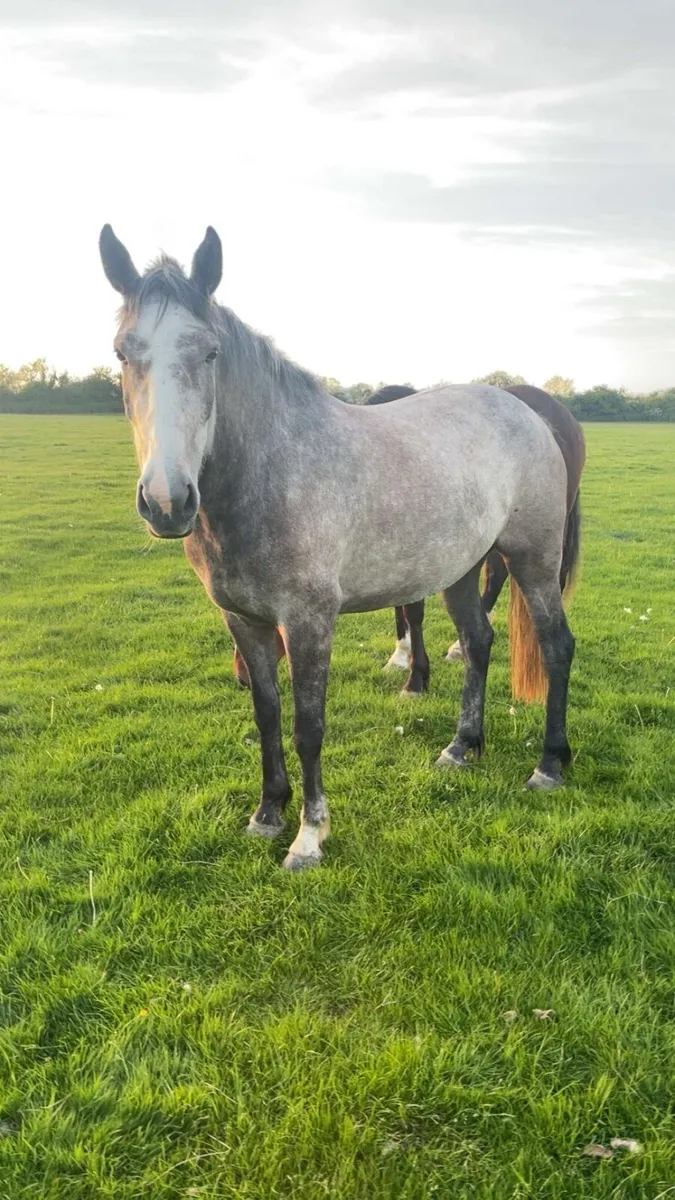 4yo ID X TB - Image 1