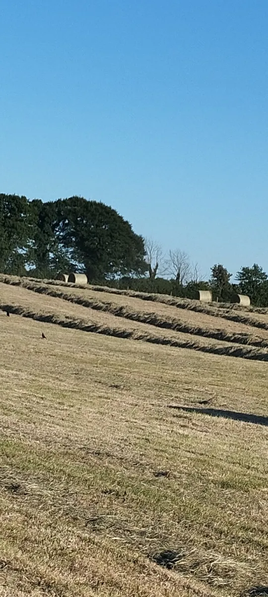 Quality organic hay - Image 2