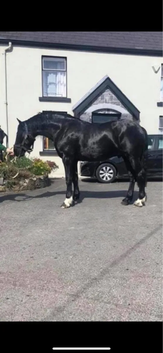 Black quality Irish draught at stud - Image 4