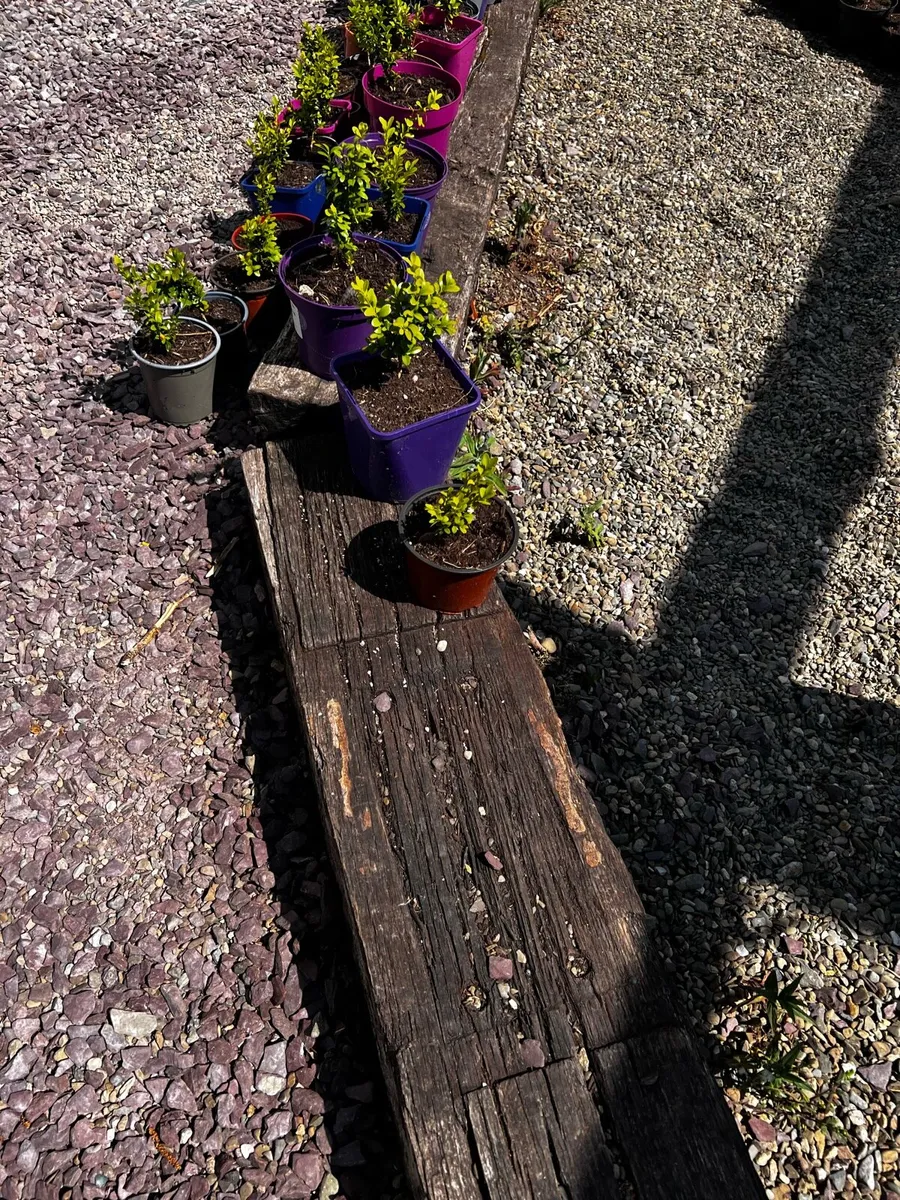 Railway sleepers for garden - Image 2