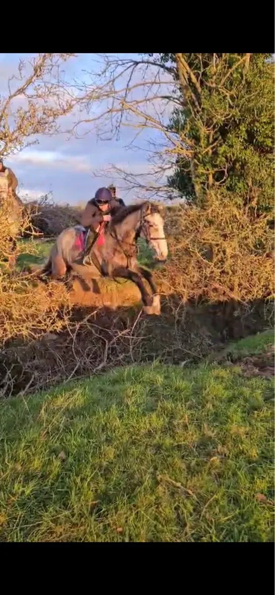 4yo ID X TB - Image 3