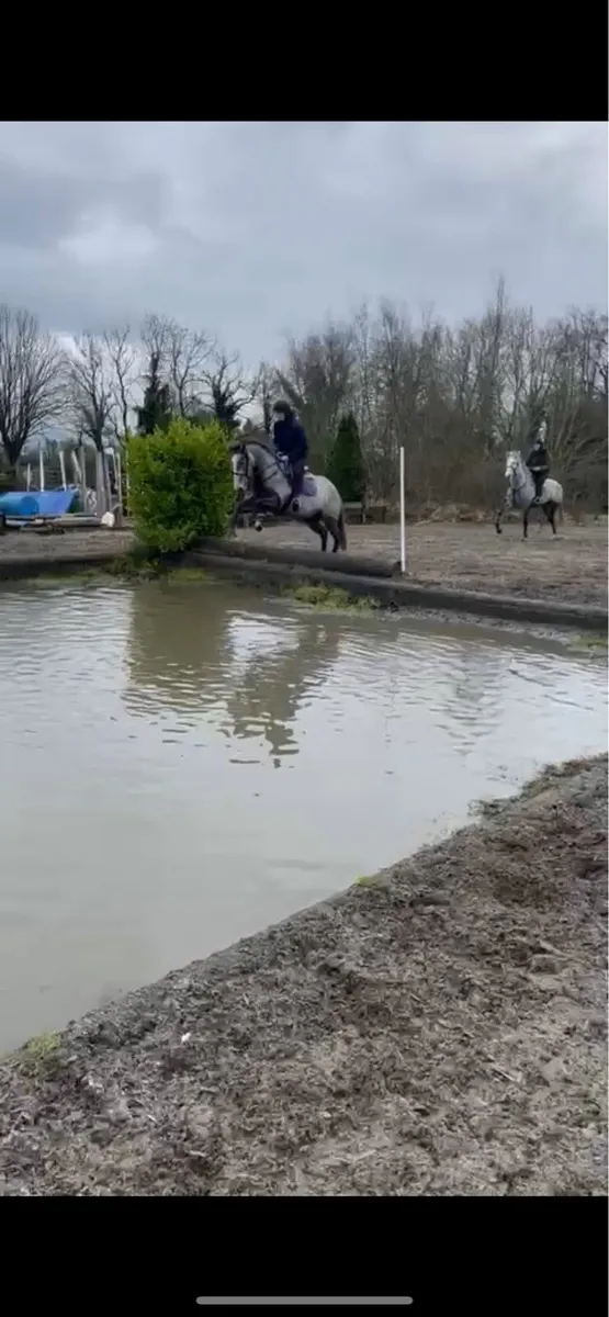 4yo ID X TB - Image 4