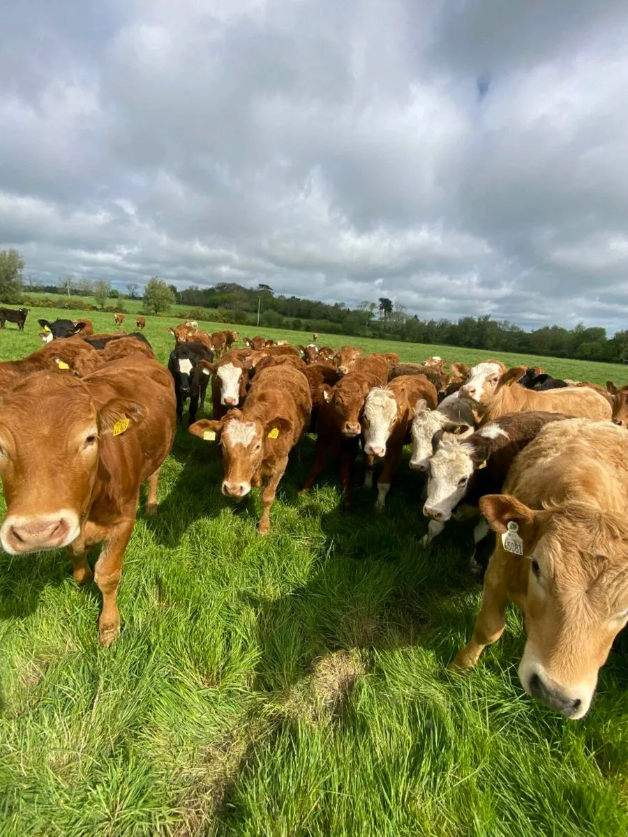 Heifers Wanted - Image 1