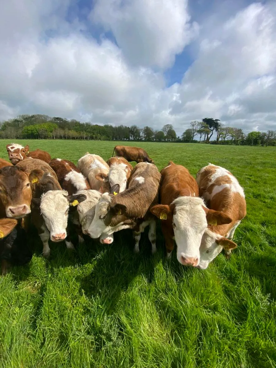 Heifers Wanted - Image 2