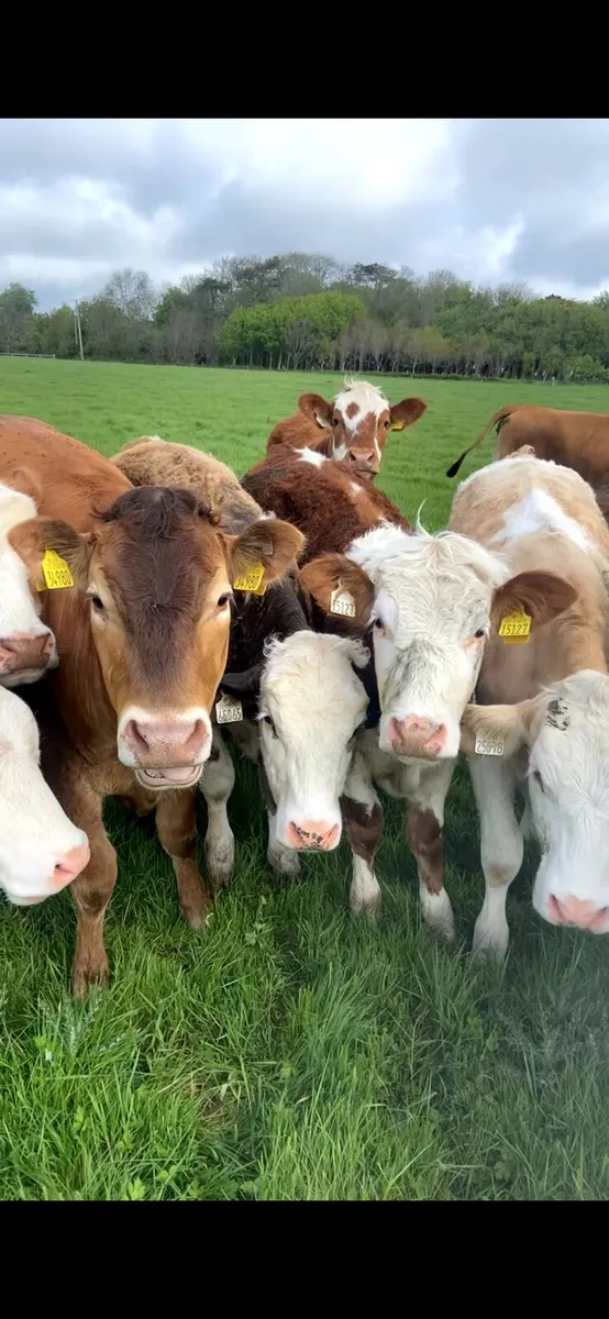 Heifers Wanted - Image 3