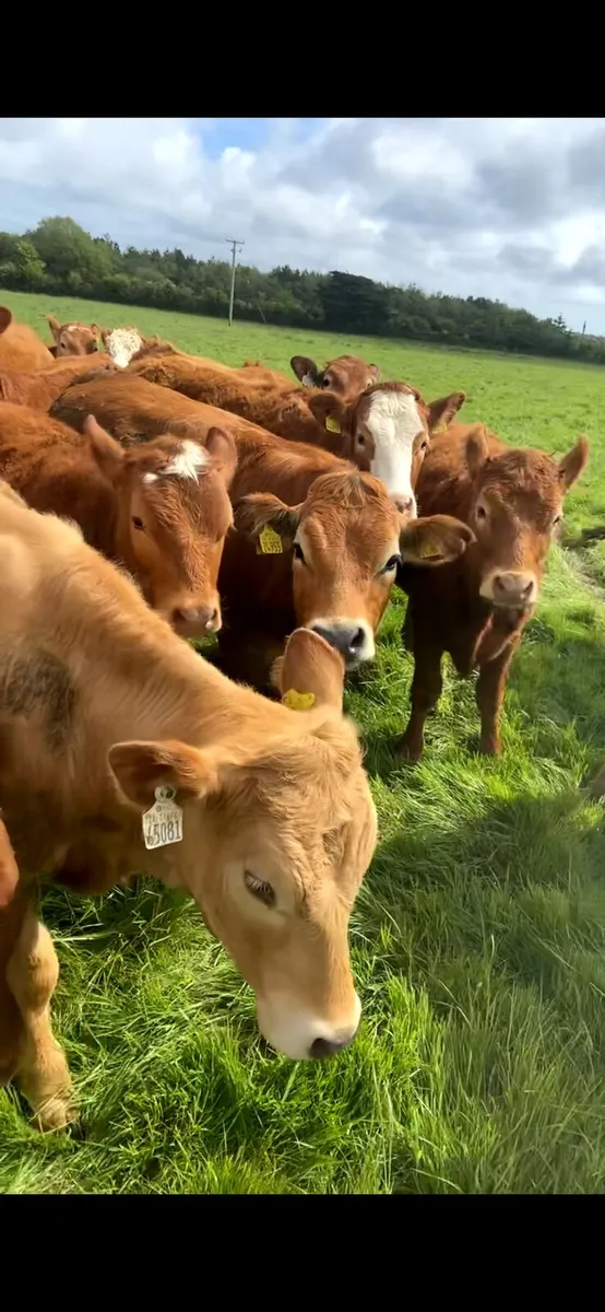Heifers Wanted - Image 4