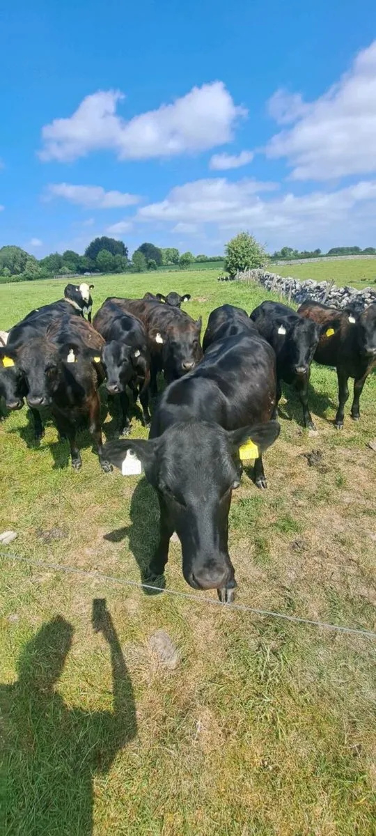 ANGUS AND HEREFORD HEIFERS - Image 1