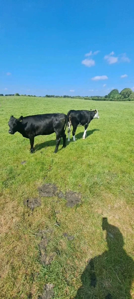 ANGUS AND HEREFORD HEIFERS - Image 2