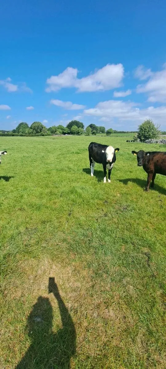 ANGUS AND HEREFORD HEIFERS - Image 3