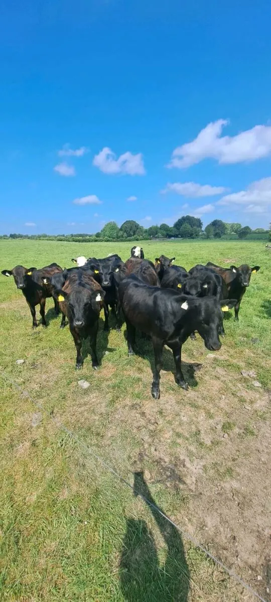 ANGUS AND HEREFORD HEIFERS - Image 4