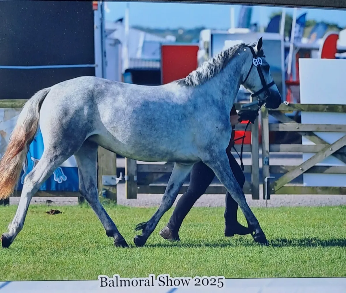Horses - Image 2