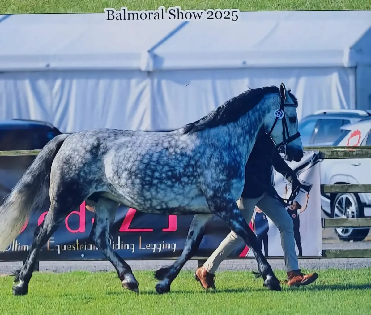 Horses - Image 3