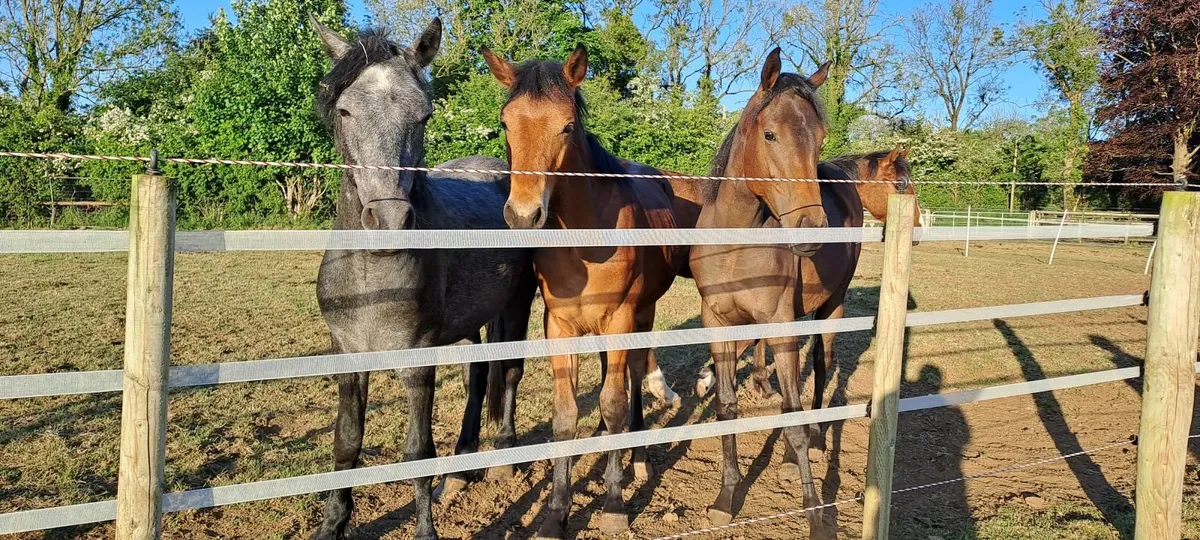 Horses - Image 1