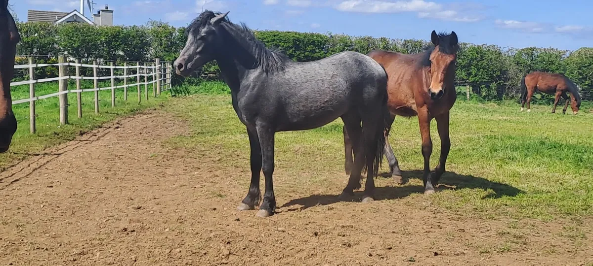 Horses - Image 4