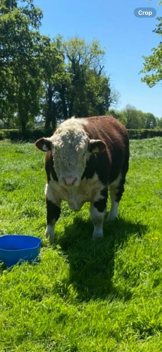 Pure bred registered Hereford bull - Image 2