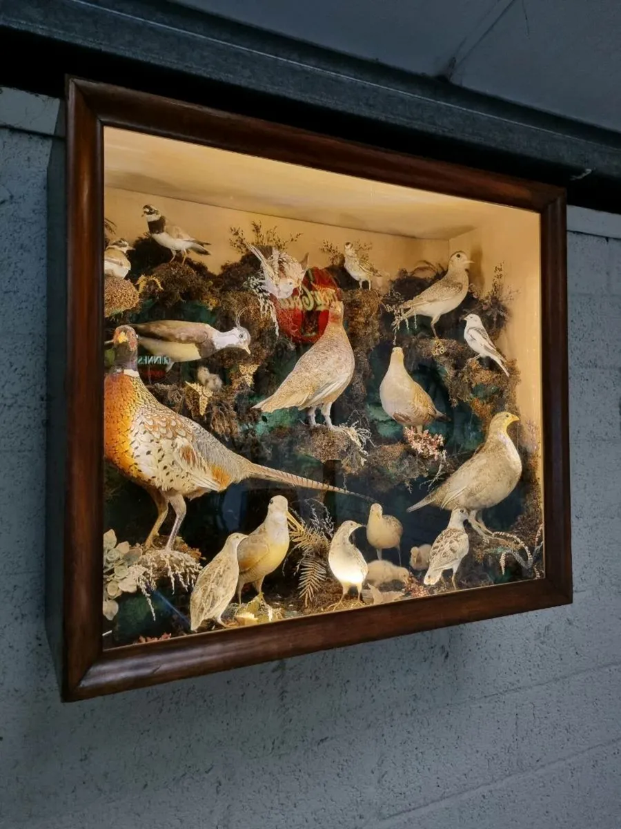 21 Bird Taxidermy Display  (Circa 1937) - Image 1