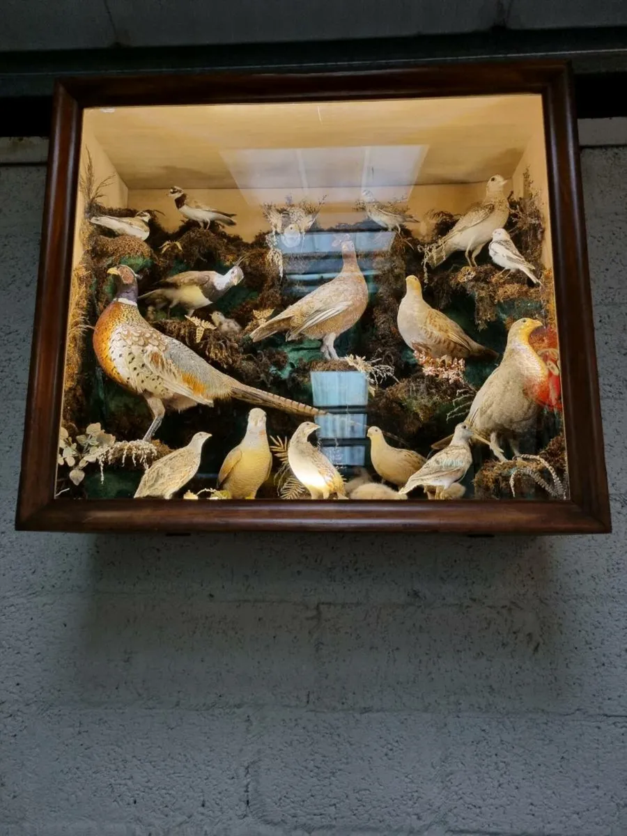 21 Bird Taxidermy Display  (Circa 1937) - Image 4