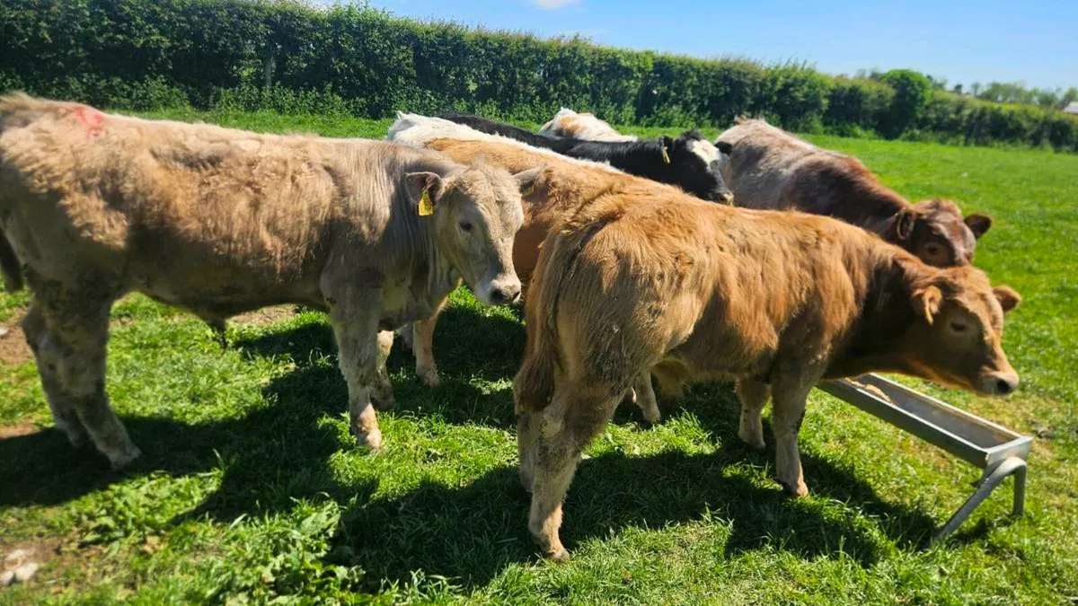 Charolais & Limousin Bulls - Image 2