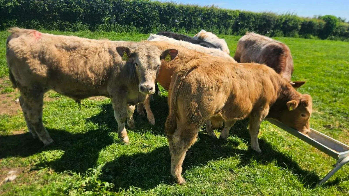 Charolais & Limousin Bulls - Image 1